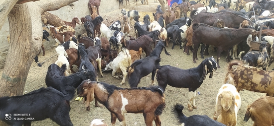 Cutting goat male female  — photo 4