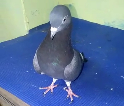 Pigeon — Pigeon, Banglore, India