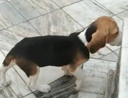 Beagle Puppy — photo 2