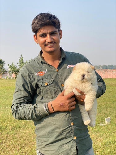 Chow Chow — photo 4