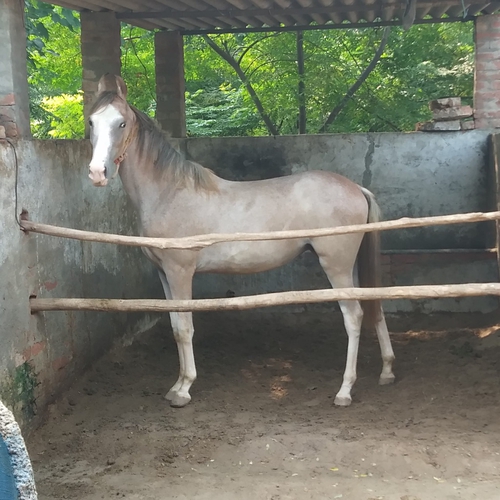 Filly horse — photo 2