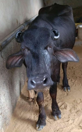 Murrah Buffalo — photo 2