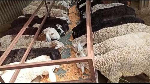 Sheep (bhed) — photo 2
