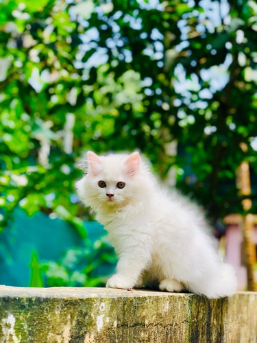 Persian Cat