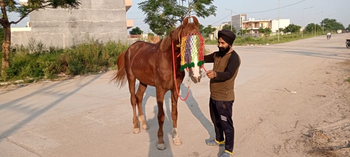 Marwari Horse