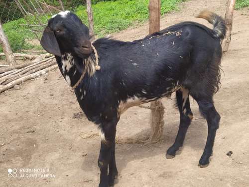Goat — photo 2