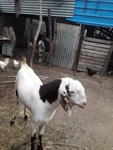 Desi Goat  — photo 2