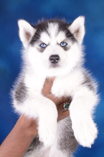 Siberian Husky