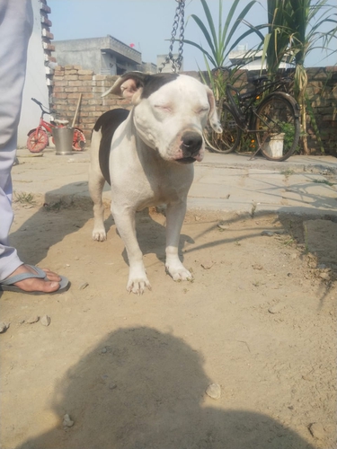 American Bully
