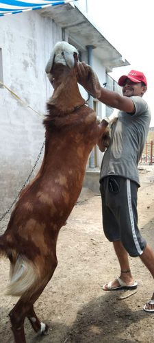 Gujri Male Goat — photo 4