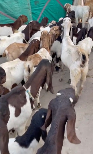 Sojat Goat — photo 4