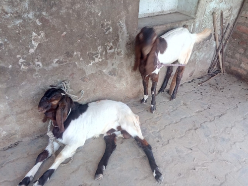 Totapari Goat — photo 4