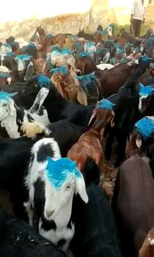 Sirohi Goat — photo 2