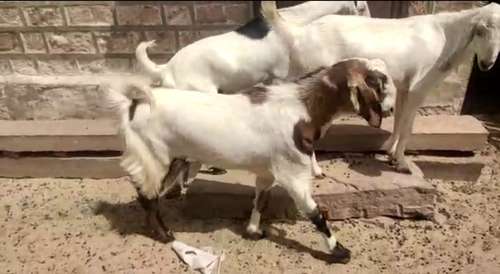 Sojat Goat — photo 2