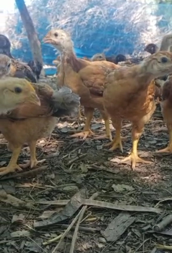 Hen desi quality 1 number — photo 2
