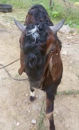 Goat — photo 6