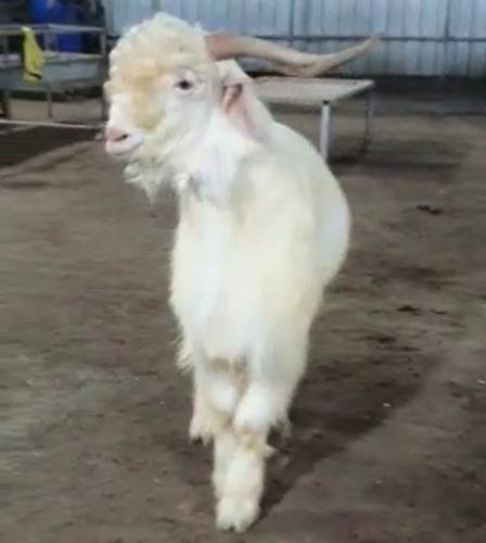 Kashmiri Goat — photo 2
