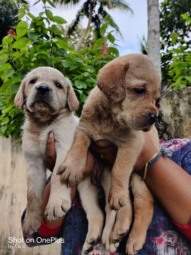 Labrador Puppy
