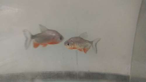 Pirhana Fish — photo 2