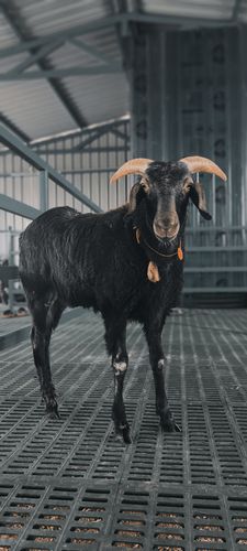 PAN sheep farms