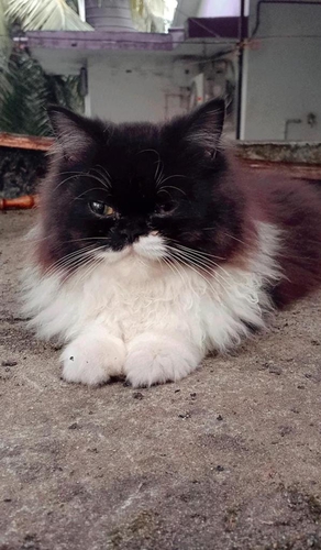 Semipunch Cat