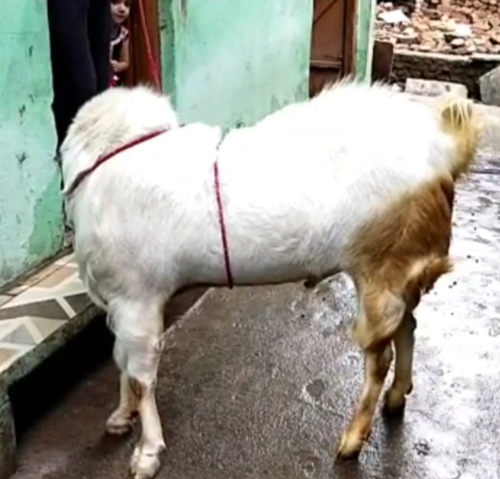 Sojat cros patira Goat — photo 2