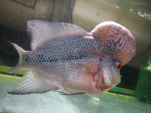 Flower Horn Fish — photo 2