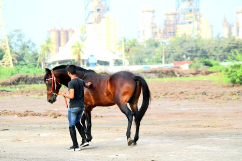 Colt Angraj Horse — photo 6