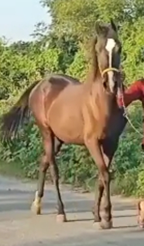 Marwari Horse — photo 3