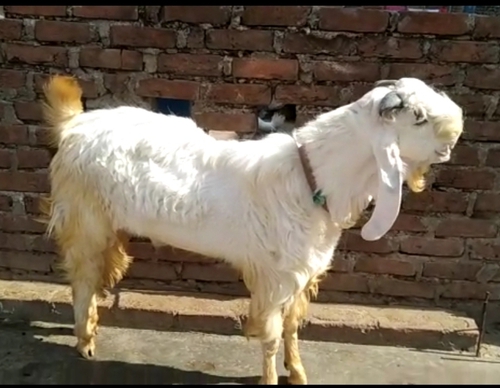 Hansa Goat — photo 6