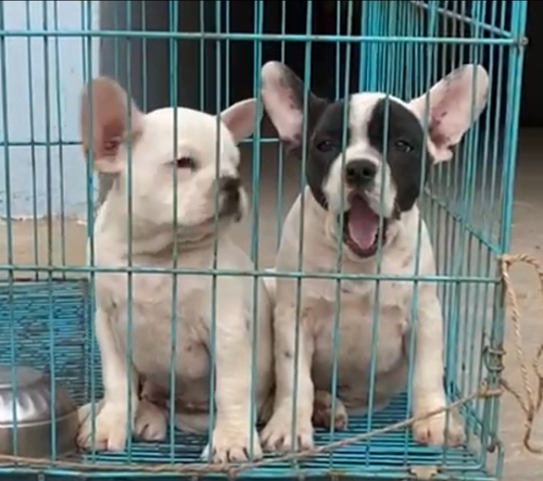 French Bull Dog — photo 2