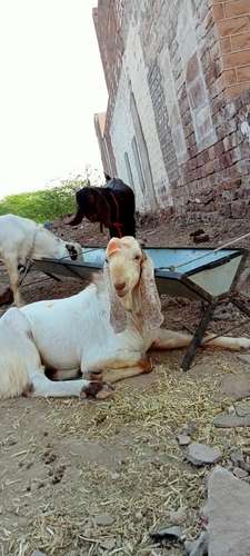 Breeder Goat — photo 4