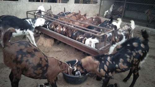 Sirohi Goat — photo 5