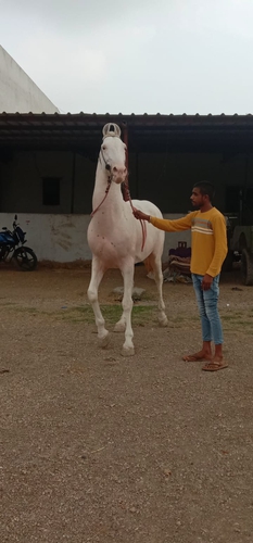 Marwari Horse — photo 2