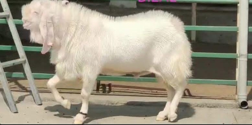 Patira male full gulabi goat