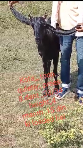 Kota Goat  — photo 3