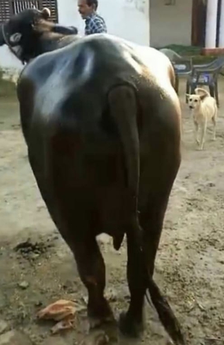 Murrah Buffalo — Buffalo for sale in Jairampura, India