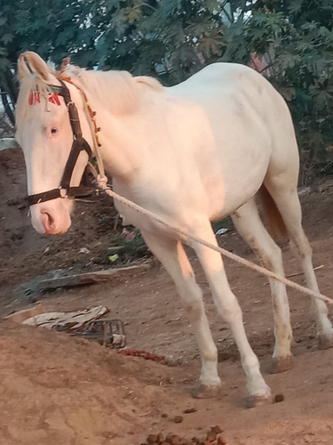 Nukra horse — photo 2