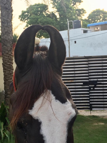 Marwari Horse — photo 3