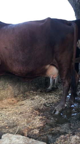 Cow — photo 2