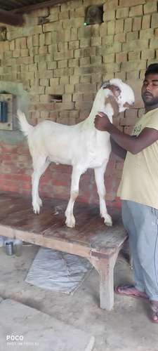 Totapuri Cross Goat