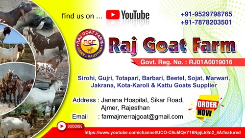 Sirohi Goats — photo 6