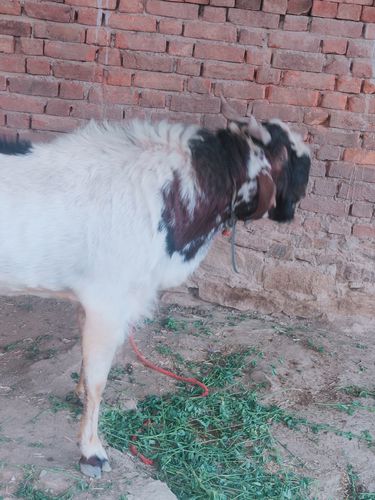 सफेद काला बकरा — photo 4