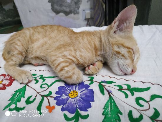 Cat — Free adoption for cat, Haryana, India