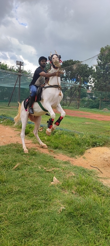 Marawadi horse