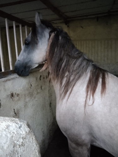 Kathiyawadi Horse — photo 5
