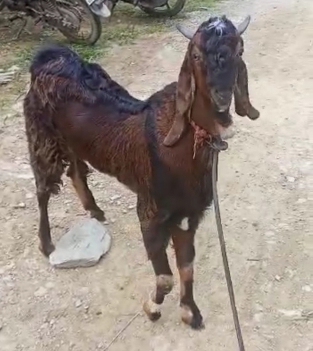 Goat