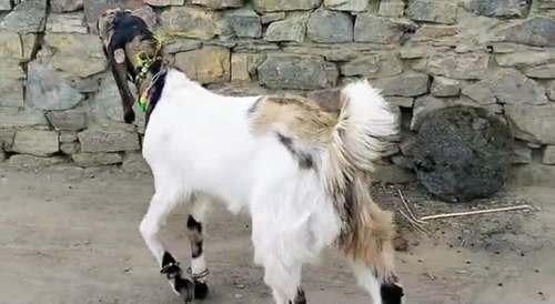 Totapari Goat — photo 5