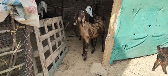 Shiroi,Sojat Goat  — photo 2