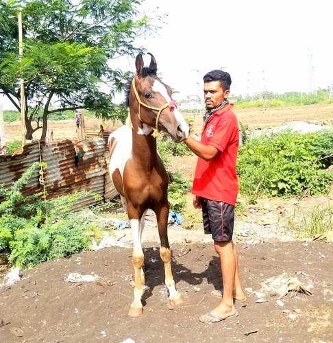 19 month Colt sell — photo 2